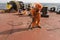 crew member of commercial cargo ship performing deck maintenance work