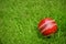 Cricket ball on green grass pitch