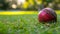 Cricket ball impact dynamic moment as ball meets bat, capturing power and energy in thrilling shot