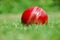 Cricket ball waits for summer