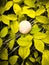 A cricket ball on yellow leaves