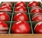 Cricket Balls In Display Box