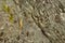 Cricket on the bark of a tree