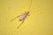 Cricket beetle on yellow background