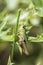 Cricket on a blade of grass