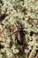 Cricket (Bradiphorus Dasiphus)