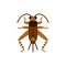 Cricket Bug grig insect single flat vector icon