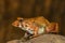 Cricket Frog on rock, Fejervarya sp., Pune, Maharashtr