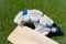 cricket gloves with bat on field. Green grass of playground. cricket game equipments