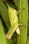 Cricket on a grass blade - Extreme close up of a cricket on a grass blade