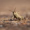 Cricket Grasshopper Locust Macro Shot
