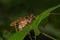 Cricket Insect - Family Anostostomatidae