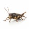 Cricket Isolated On White Background: Realistic Animal Portraits And Absurdist Installations
