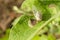 Cricket On Okra Leaf