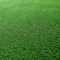 Cricket Pitch Texture Close up. Green Grass. Indoor Cricket Turf texture