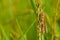 Cricket on rice plant