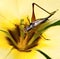 Cricket on a yellow flower