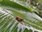 crickets are on a banana leaf that is splashed by the rain