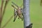 Crickets close up on a branch tree with green background