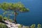 Crimea peninsula. The Black Sea. Pine tree