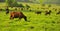 Crimea summer grazing brown cows on green meadow travel