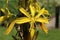 `Crimean Asphodel` flower - Asphodeline Taurica