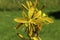 `Crimean Asphodel` flower - Asphodeline Taurica