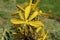 `Crimean Asphodel` flower - Asphodeline Taurica