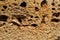 Crimean coquina rock close up texture detail background