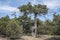 The Crimean Juniper tree with a twisted curved trunk