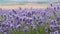 crimean lavender flowers closeup