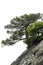 Crimean Pallas Pine. On a stone mountainside. View from the bottom from the front