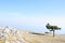 Crimean pine on top of Ai-Petri plateau, Crimea.