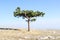 Crimean pine on top of Ai-Petri plateau, Crimea.