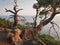 Crimean pine-tree over sea landscape