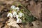 Crimean primroses snowdrops in the forest