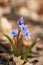 Crimean Scilla Bifolia flower. Purple bluebell flower in bloom