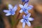 Crimean Scilla Bifolia flower. Purple bluebell flower in bloom