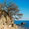 Crimean tree over sea landscape