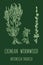 CRIMEAN Wormwood (Artemisia taurica) illustration.