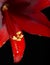 Crimson Amaryllis macro