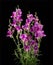 Crimson antirrhinum flower isolated on black background