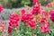 Crimson antirrhinum (snapdragon) pink flower