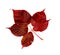 Crimson autumn leaf. Isolate on white