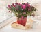 Crimson azalea and white watering can on the window