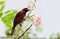 Crimson-backed Tanager