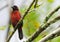 Crimson-backed Tanager