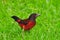 Crimson-backed Tanager