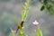 Crimson-backed Tanager sitting on an orchard flower