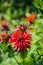 Crimson beebalm Monarda growing in the garden